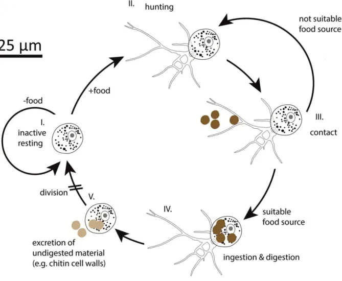 Figure 7: A simplified, hypothesised hunting cycle of F. terrestris. Inactive resting stages start grazing  when  suitable  food  is  added