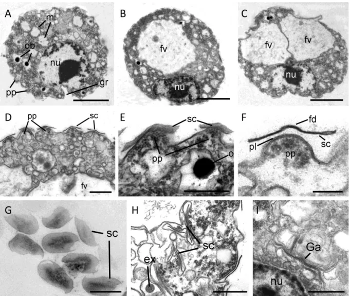 Fig. 2. Cell sections (TEM). A-C – sections of whole cell, nucleus (nu) lies eccentric, close to the  basal invagination, 1-2 food vacuoles (fv), roundish mitochondria (mi) and osmiophilic bodies (ob) are  seen