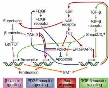 Figure 6: Multiple signaling networks affecting EMT. [20]