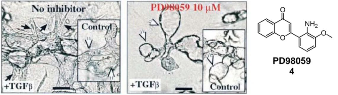 Figure 7: Reversal of EMT by MEK-1 inhibitor PD98059 (4). EpRas cells seeded in collagen  gels in the presence or absence (inset) of TGF- β  and left untreated (left image) or treated  with 10 µM PD98059 (right image)