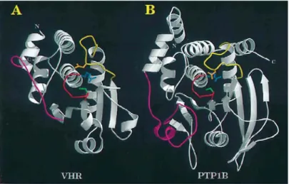 Figure 8: Backbone representation of the catalytic domain of dual-specificity phosphatase  VHR (A) and protein tyrosine phosphatase PTP1B (B)