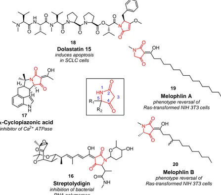 Figure 12: Representative natural products containing a tetramic acid motif. 