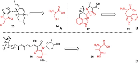 Figure 14: Biosynthetic precursors to equisetin (23,  A), cyclopiazonic acid (17,  B),  and  streptolydigin (16, C)