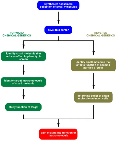 Figure 2: Summary of forward and reverse chemical genetics approach to understanding  biological systems