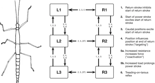 Fig. 1:&#34; Leg modules and their connection via coordination rules (from Dürr et al