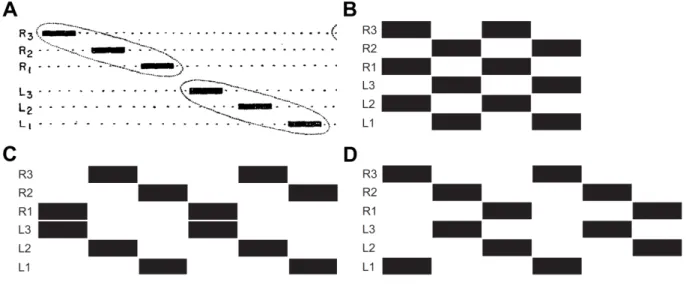 Fig. 2: Stereotypic footfall patterns of hexapedal animals. Black bars indicate swing phases of the legs