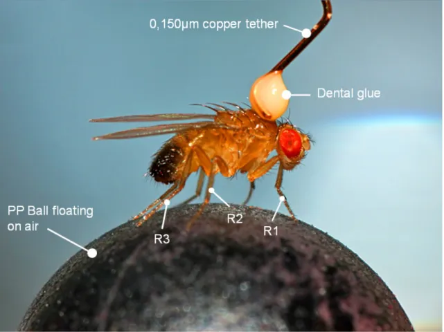 Fig.  4: Exemplary image of a male Drosophila tethered with dental glue and a copper wire on top of a 6  mm  polypropylene (PP) ball