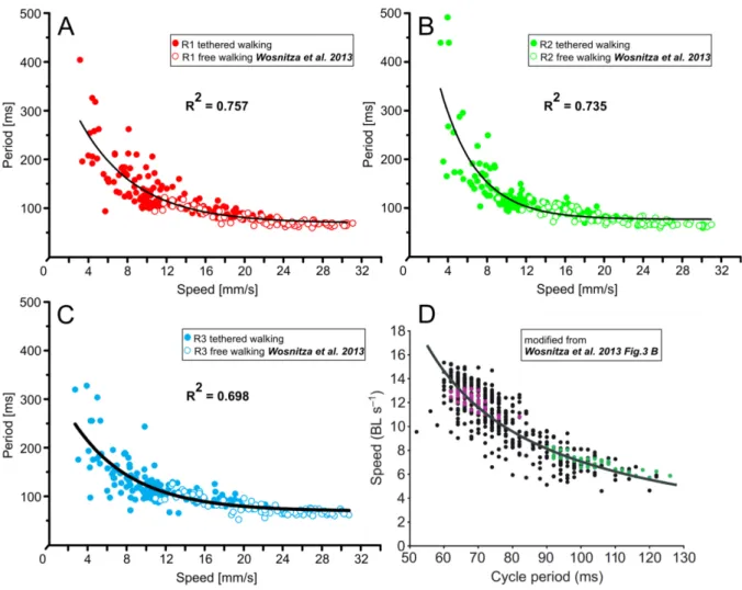 Fig. 17: Periods of leg movement vs. walking speed (in mm per second, mm/s) for intact Canton-S flies