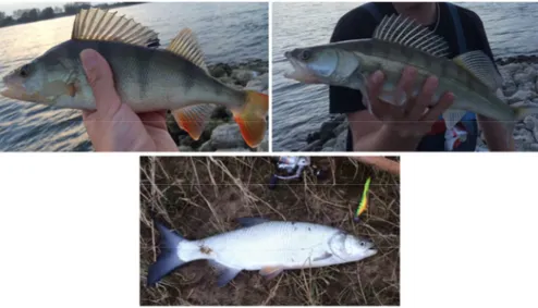 Figure 3. Native species included for competitive and predatory interactions: Eurasian perch  Perca  fluviatilis  (upper  left,  photo:  J