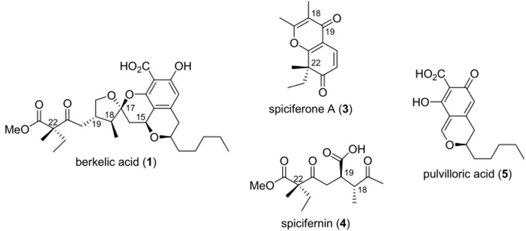 Figure 2  : Berkelic acid and related natural products. 
