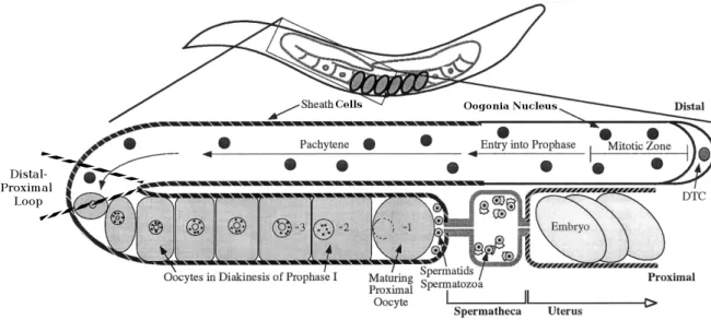 Figure 1.2: Schematic representation of a gonad of an adult C. elegans hermaphrodite.
