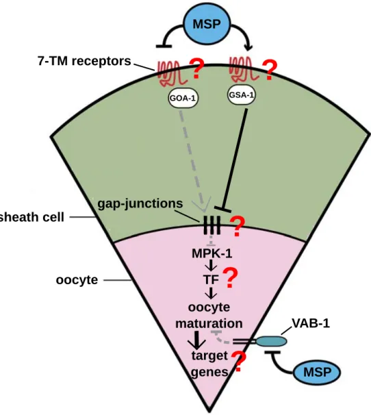 Figure 1.3: Schematic representation of the cell-cell interaction between somatic sheath cells and the “-1 oocyte” and the underlying GRN which regulates the process of oocyte maturation