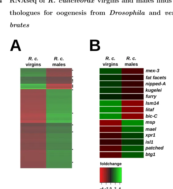 Figure 3.9: Heatmaps visualising the differential expression between adult virgins and males in R