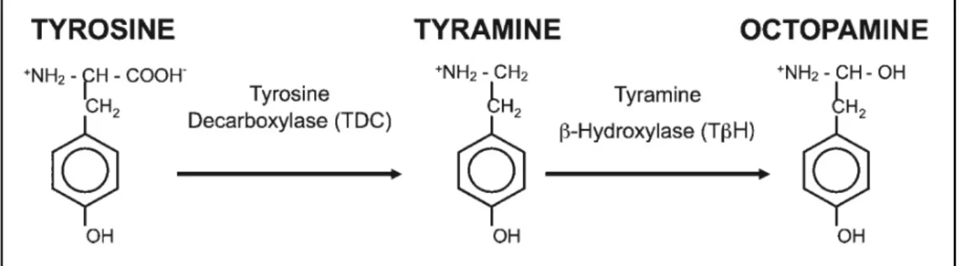 Figure  4.  Octopamine  synthesis.  Tyrosine  is  decarboxylated  by  the  tyrosine  decarboxylase  to  tyramine