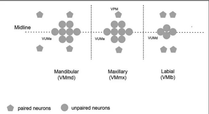 Figure 5. Cellular organization of the octopaminergic ventral median cluster in the SOG
