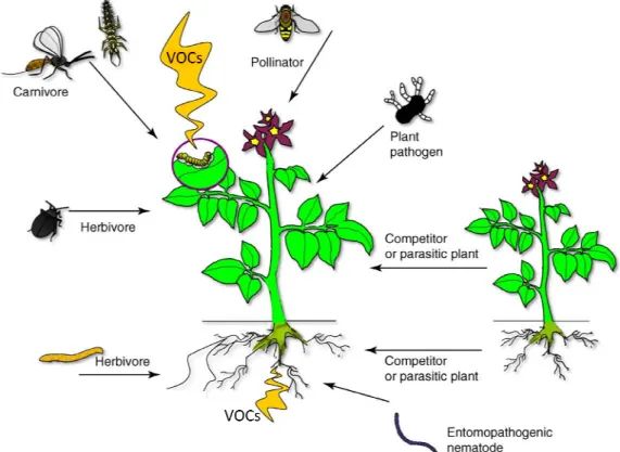 Figure  1:  Volatiles  released  from  plants  above  and  below Dicke and Baldwin 2010) 