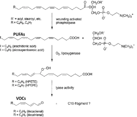 Figure 2: Proposal of the biosynthesis of volatiles 