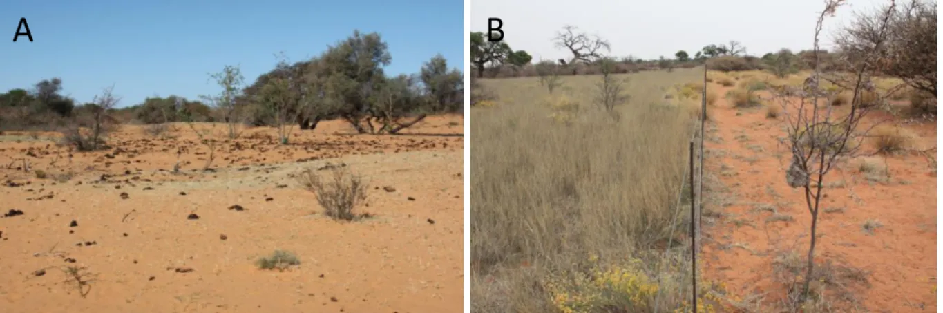 Figure  1.4:  Effects  of  (over-)  grazing  in  drylands.  (A)  »Piosphere«  (i.e.  the  degraded  area  around  an  attraction  loci  for  animals; Andrew, 1988) in a communal grazing land