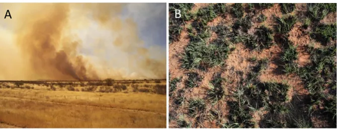Figure  1.5:  Wildfires  in  drylands.  (A)  Wildfire  at  Kamanjab,  Namibia,  in  2006