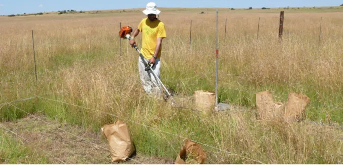 Figure 1.6: Biomass sampling via cutting for ANPP estimation in a grassland near Bloemfontein, South Africa, in 2010
