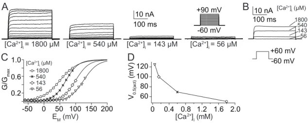 Figure 3.3. Voltage dependence of I K(Ca) from uPNs. (A) Current traces of steady-state activation from four uPNs with distinct [Ca 2+ ] i applied via the recording pipette