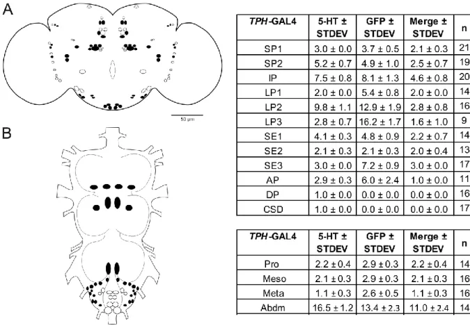 Figure 3.1.4.4 Schematic drawing and summary of TPH-GAL4 expression in  CNS. (A) There are 10 out of 12  serotonergic clusters co-labeling with GFP