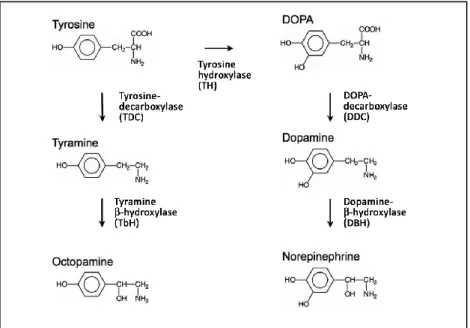 Fig. 1.3.1. Synthesis of OA and norepinephrine. 