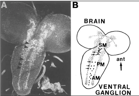 Fig. 1.3.4. OA immunoreactivity in the larval CNS. 