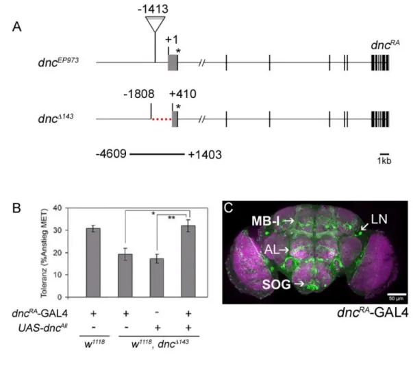 Fig.  1.3.6.  Induced  dunce  expression  in  dnc RA -GAL4  driven  neurons  restores reduced ethanol tolerance of the dnc  143  mutant