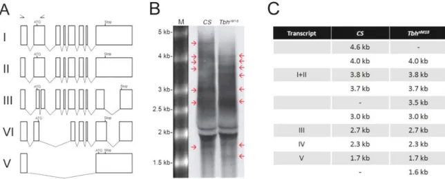 Fig. 3.1.1.2. Northern Blot analysis reveals that the Tbh gene encodes for  at least eight transcripts
