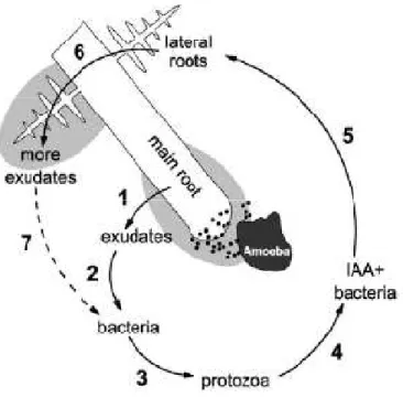 Figure 1. Connection between bacterial grazing and root growth. Exudates are  released by  the  roots  (1)  and  stimulate  bacterial  growth  (2)  and  protozoan  grazing  (3)