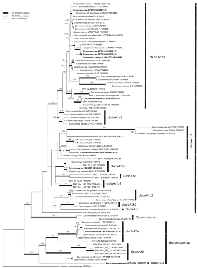 Figure  4.  Maximum  Likelihood  (ML)  18S  rDNA  phylogenetic  tree  based  on  83  sequences  of  clade  A  cercomonads  from  GenBank  and  this  study,  created  from  1069  aligned  nucleotide  positions