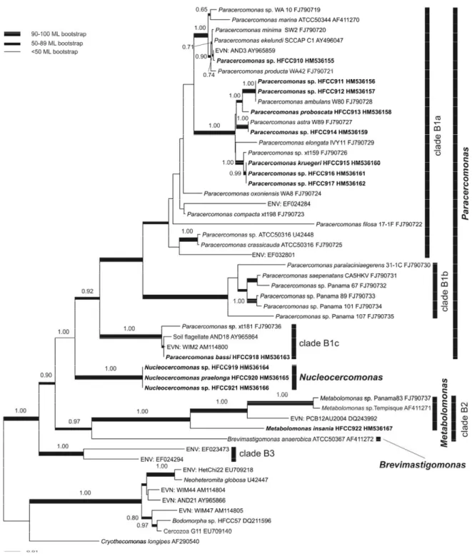 Figure  5.  Maximum  Likelihood  (ML)  18S  rDNA  phylogenetic  tree  based  on  45  sequences  of  clade  B  cercomonads  from  GenBank  and  this  study,  created  from  1539  aligned  nucleotide  positions