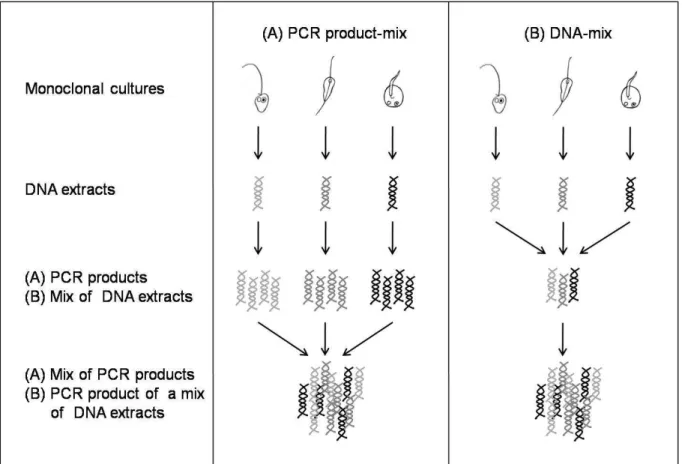 Figure 1. Schematic overview of the two applied PCR approaches. (A) The DNA of monoclonal  cultures  was  isolated  and  individually  amplified