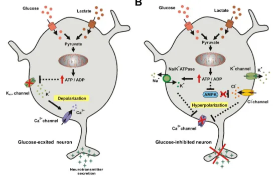 Figure 1.3: Neuronal glucose-sensing mechanisms. (A) In GE neurons, extracellular glucose en- en-ters the cell and is phosphorylated to Pyruvate by the kinase glucokinase (GK)
