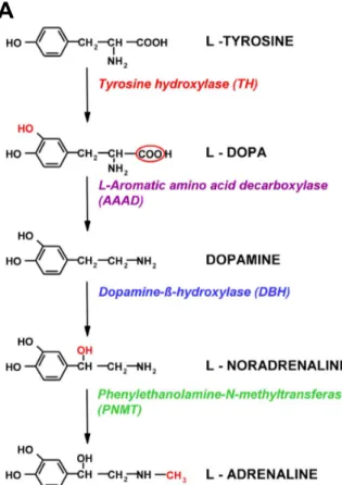 Figure 1.4: Catecholaminergic biosynthesis. (A)Pathway for catecholamine biosynthesis and its enzymatic steps