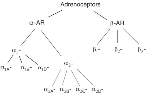 Figure 1.5: Current nomenclature of adrenoceptors based on pharamcological properties