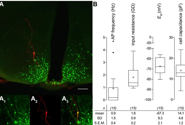 Figure 3.1: Properties of POMC neurons in the ARC. (A) upper graphic Localization of recorded neuron by post-hoc immunohistochemistry