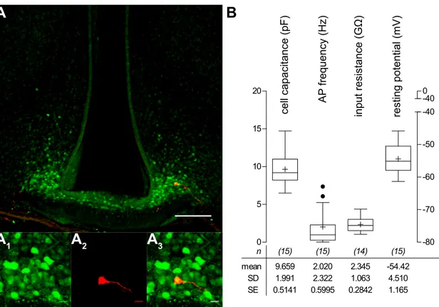 Figure 3.3: Properties of NPY/AgRP neurons of the ARC. (A) upper graphic Localization of recorded neuron by post-hoc immunohistochemistry