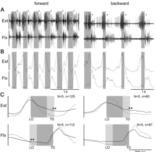 Figure 3.5 – Right middle leg extensor and flexor activity during forward (left column) and backward (right column) walking on a slippery surface