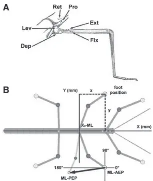FIG . 1. A: drawing of the stick insect middle leg and the adjacent meso- meso-thorax with the approximate placement sites for the electromyographic (EMG) electrodes for recordings of the main leg muscles