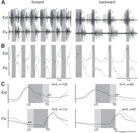 FIG . 6. Right middle leg extensor and flexor activity during forward (left column) and backward (right column) walking on a slippery surface