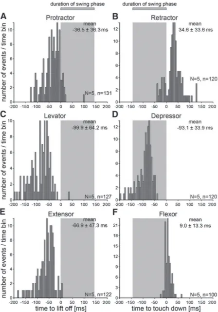 FIG . 7. Histograms of the latency distribution of the first muscle potentials in the EMG traces of the 6 analyzed leg muscles during forward walking