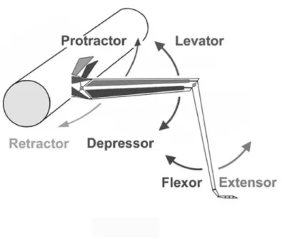 Figure 2.1: Schematic illustration of the leg joints and the basic movement directions.