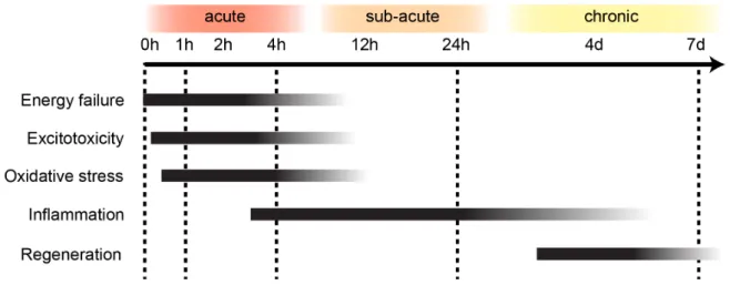 Figure 1: Time line of major events of the ischemic cascade     