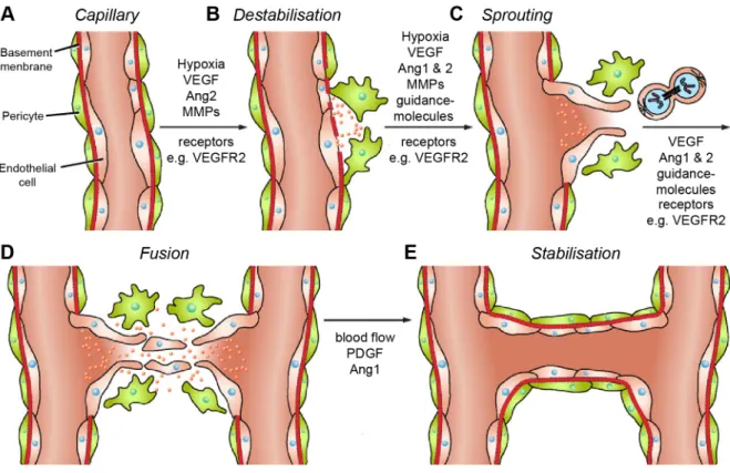 Figure 3: Major steps of post-stroke angiogenesis  