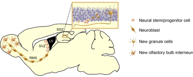 Figure 3: Adult neurogenic niches in the rodent brain      