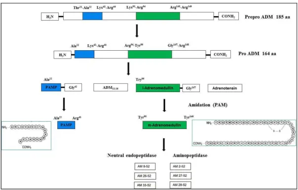 Figure  1  Structure  of  ADM  and  post-translational  processing  of  preproADM  gene  (Modified from Hamid &amp; Baxter, 2005) 