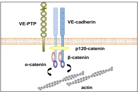 Figure 3 Structure of VE-cadherin-catenin complex in endothelial cells 