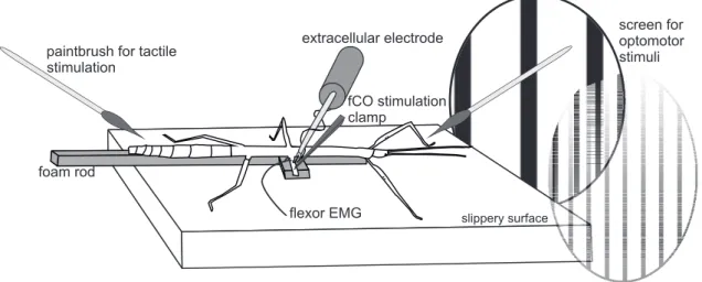 Figure 2.1: Preparation for studying reex reversals in stick insect walking. The stick insect is mounted on a foam-covered metal rod above a slippery surface